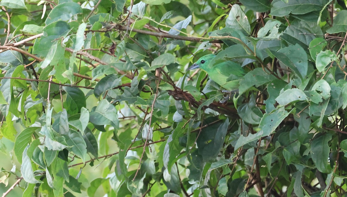 Green Shrike-Vireo - ML641507944