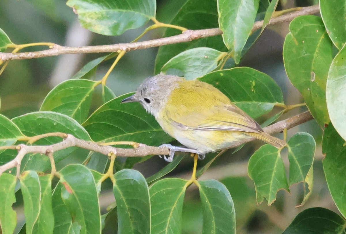 Lesser Greenlet - ML641507962