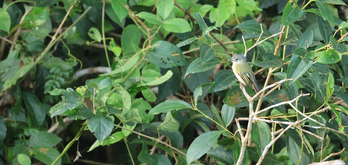 Lesser Greenlet - ML641507966
