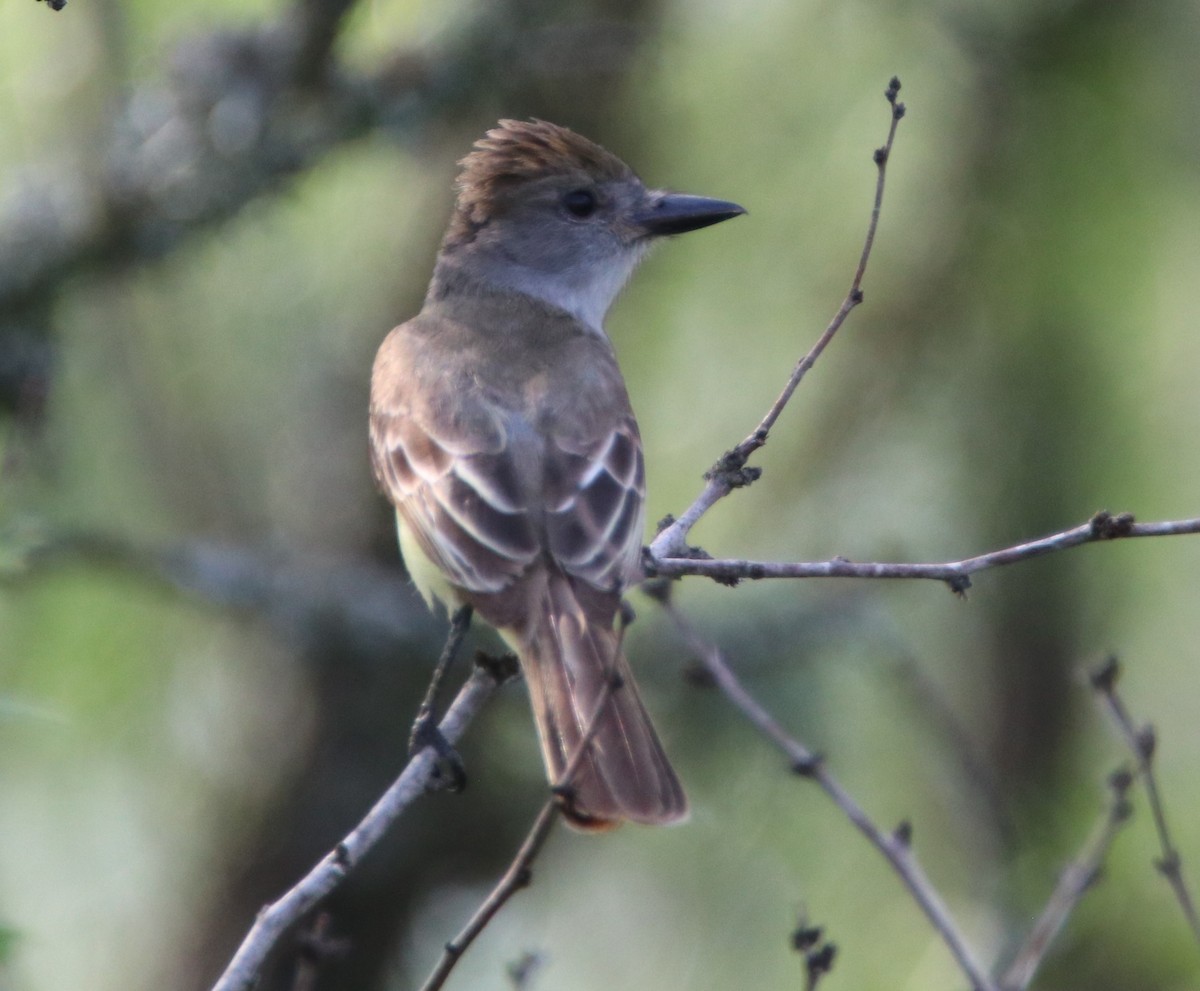 Brown-crested Flycatcher - ML641507970