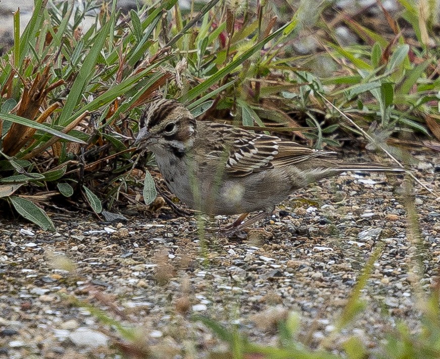 Lark Sparrow - ML641507994