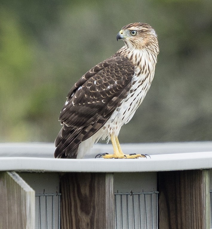Cooper's Hawk - ML641507998