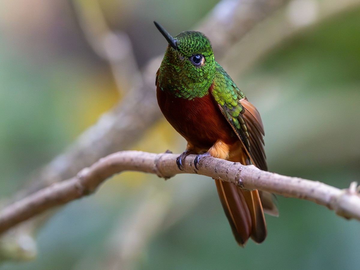 Rotbauchkolibri - ML641508012