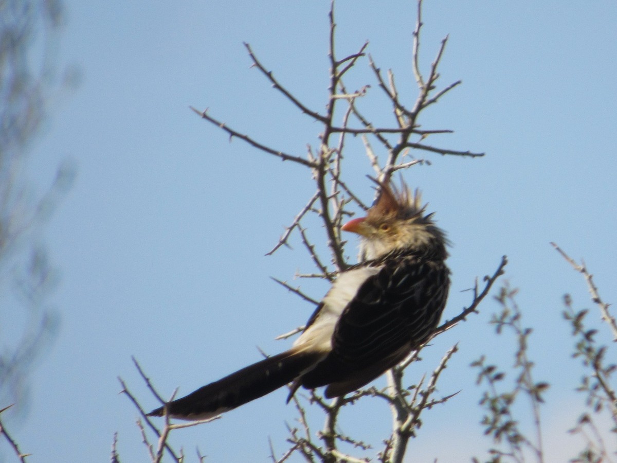 Guira Cuckoo - ML641508035