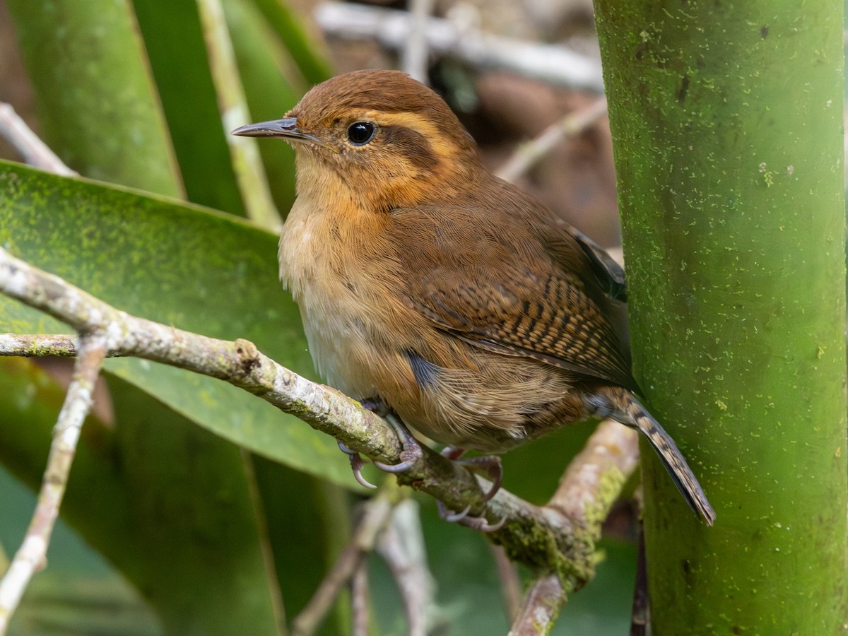 Mountain Wren - ML641508037