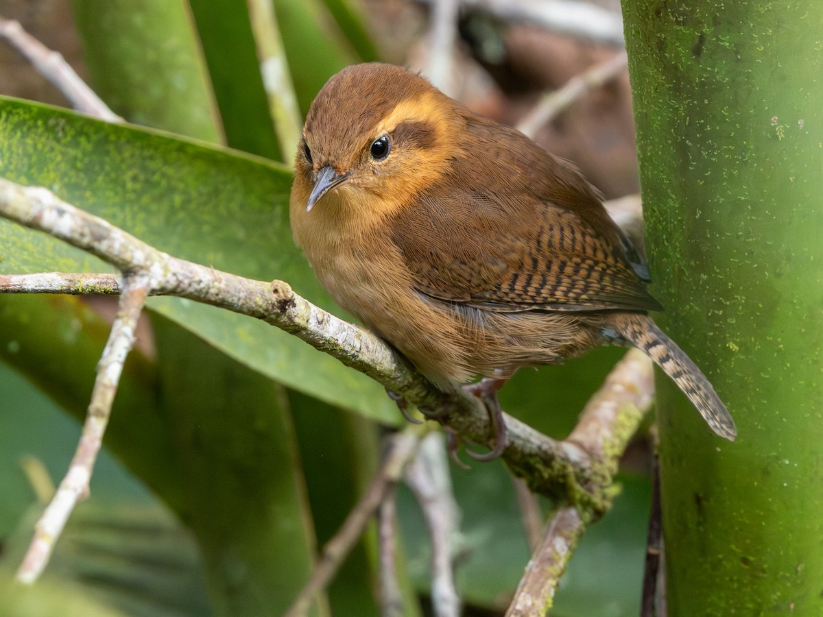 Mountain Wren - ML641508038