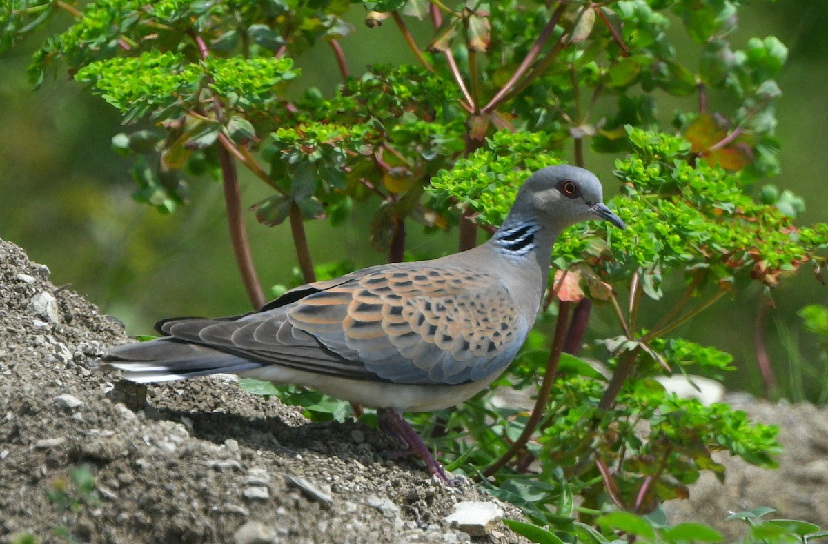 European Turtle-Dove - ML641508065