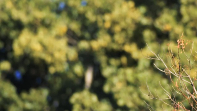 Willow Flycatcher - ML641508066