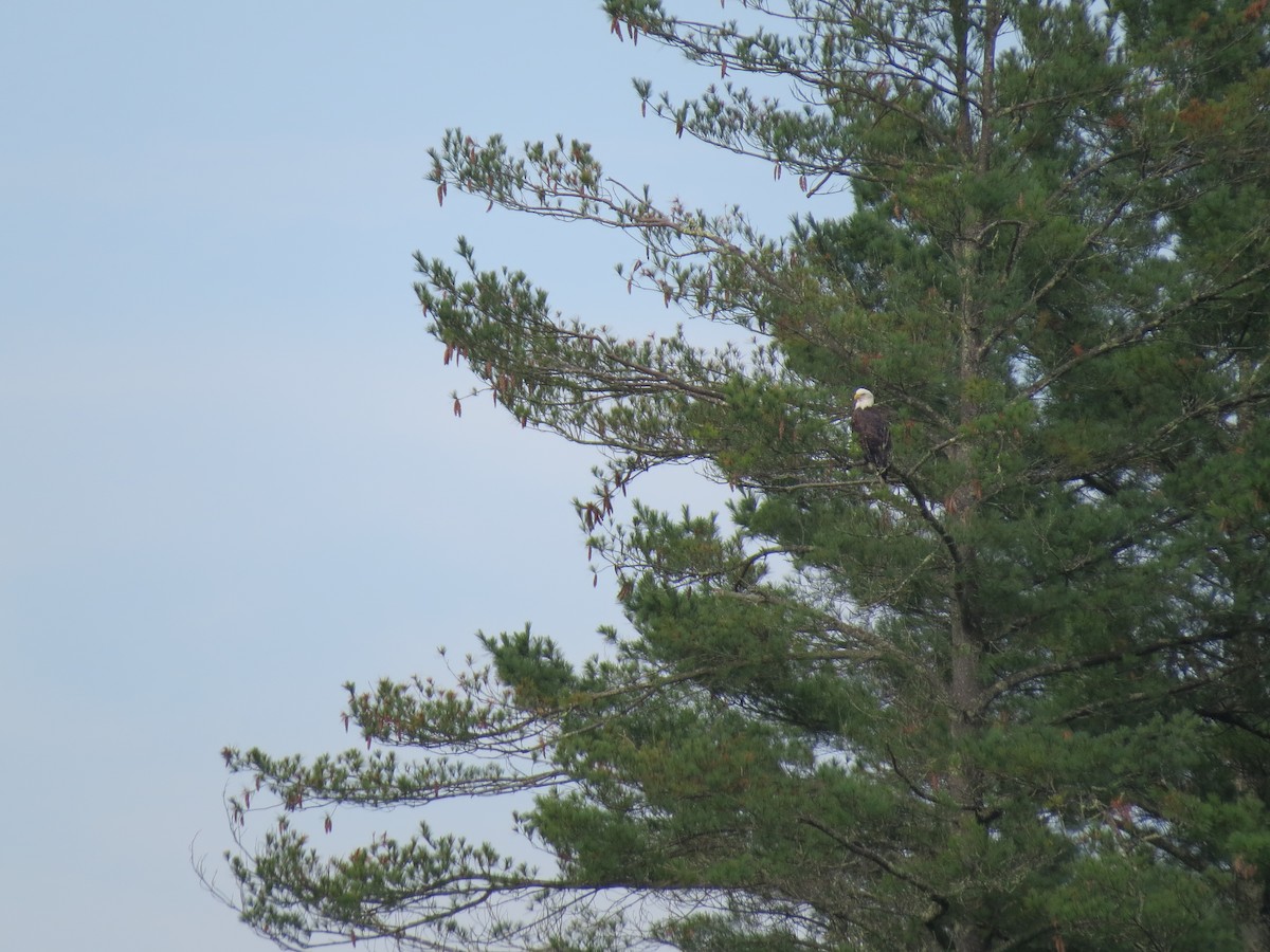 Bald Eagle - ML641508106