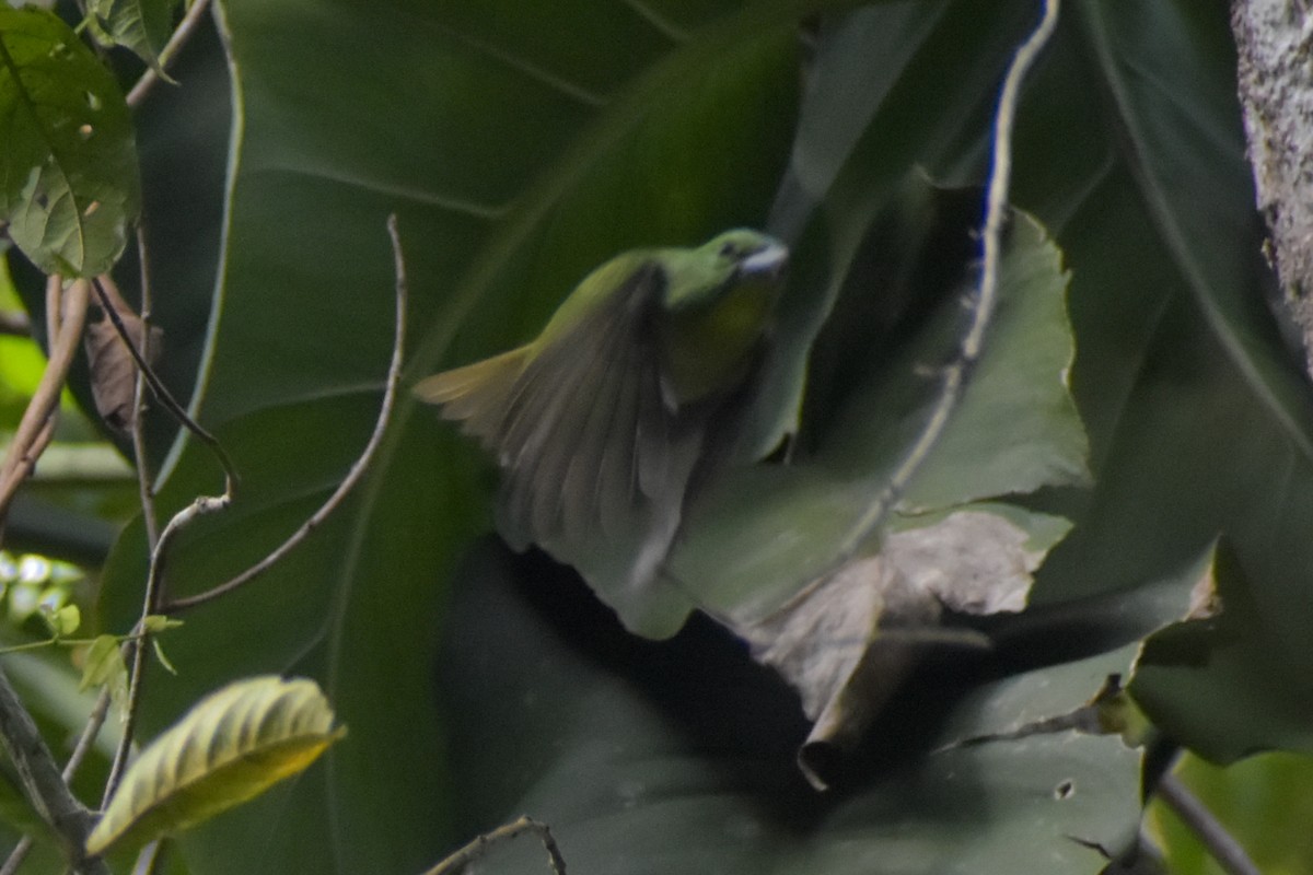 Green Shrike-Vireo - ML641508124