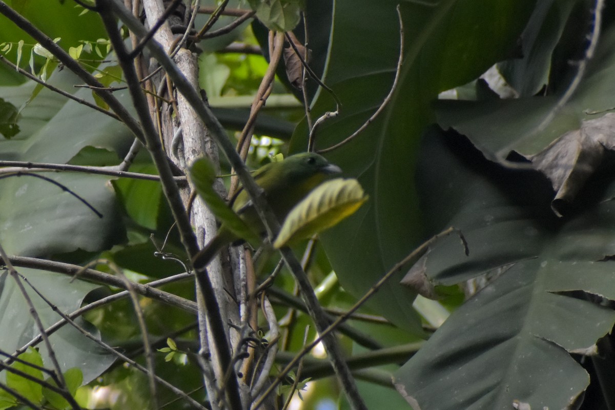 Green Shrike-Vireo - ML641508125