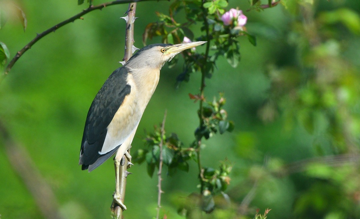 Little Bittern - ML641508138