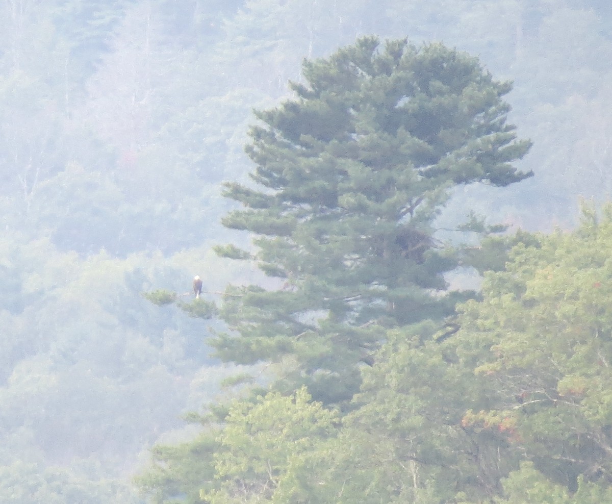 Bald Eagle - ML641508165