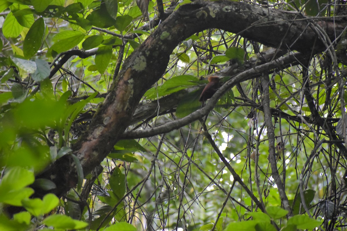 Chestnut-colored Woodpecker - ML641508186