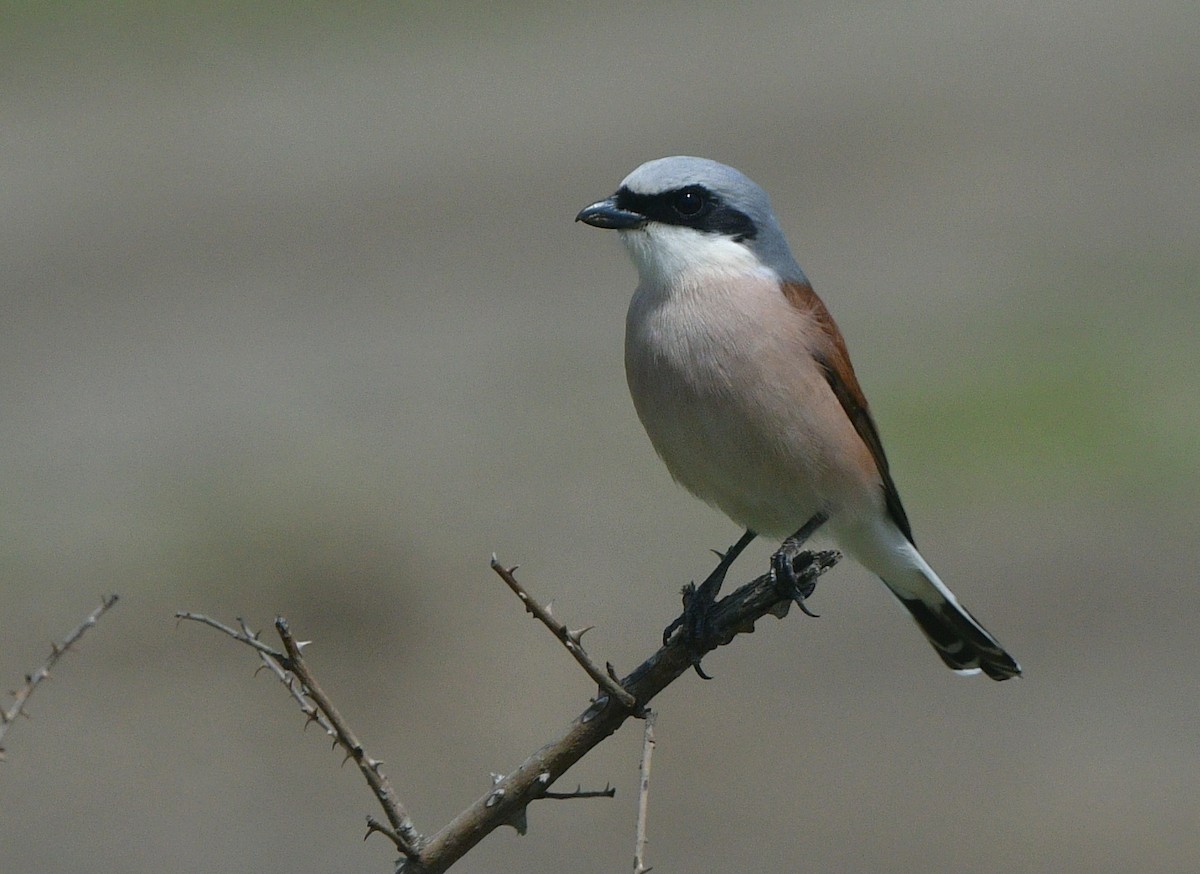 Red-backed Shrike - ML641508187