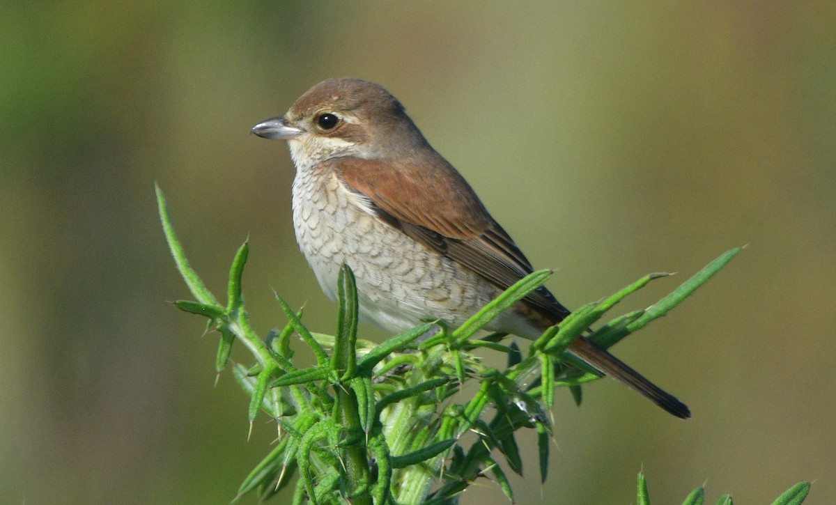 Red-backed Shrike - ML641508188