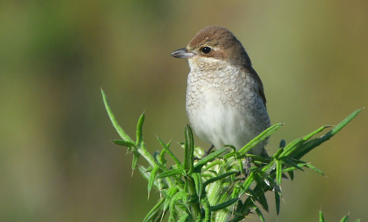 Red-backed Shrike - ML641508189