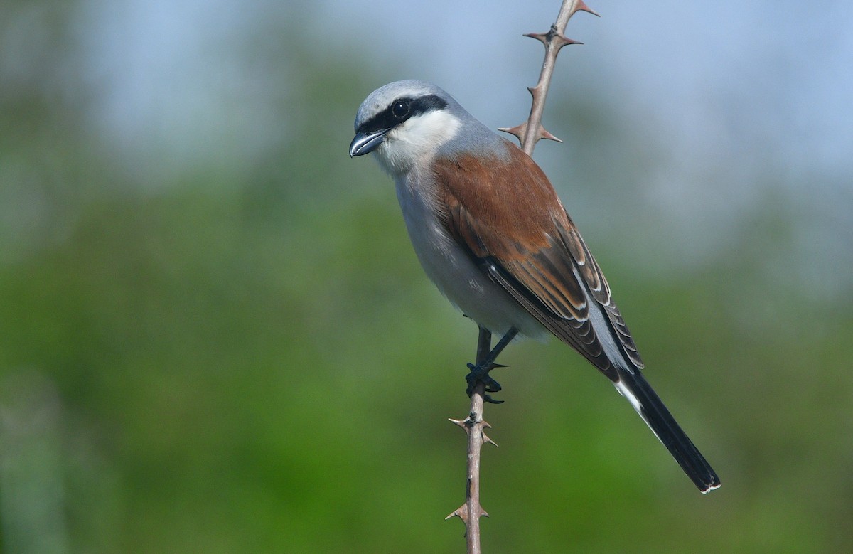 Red-backed Shrike - ML641508191