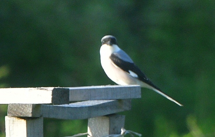 Lesser Gray Shrike - ML641508220