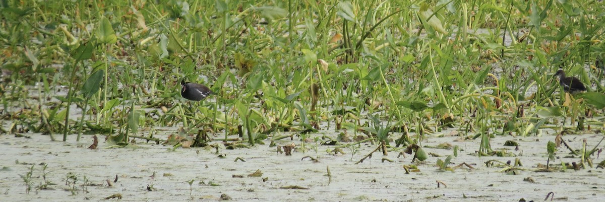 Common Gallinule - ML641508250