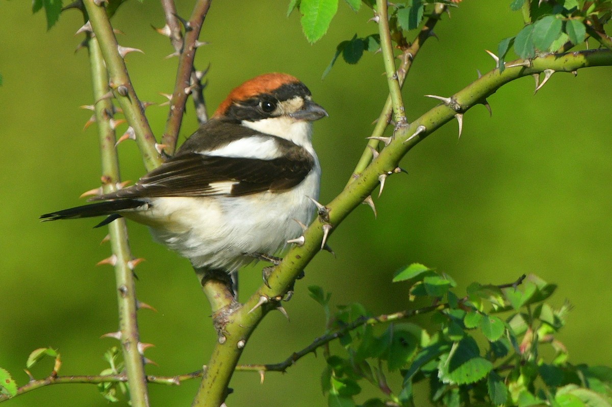 Woodchat Shrike - ML641508251