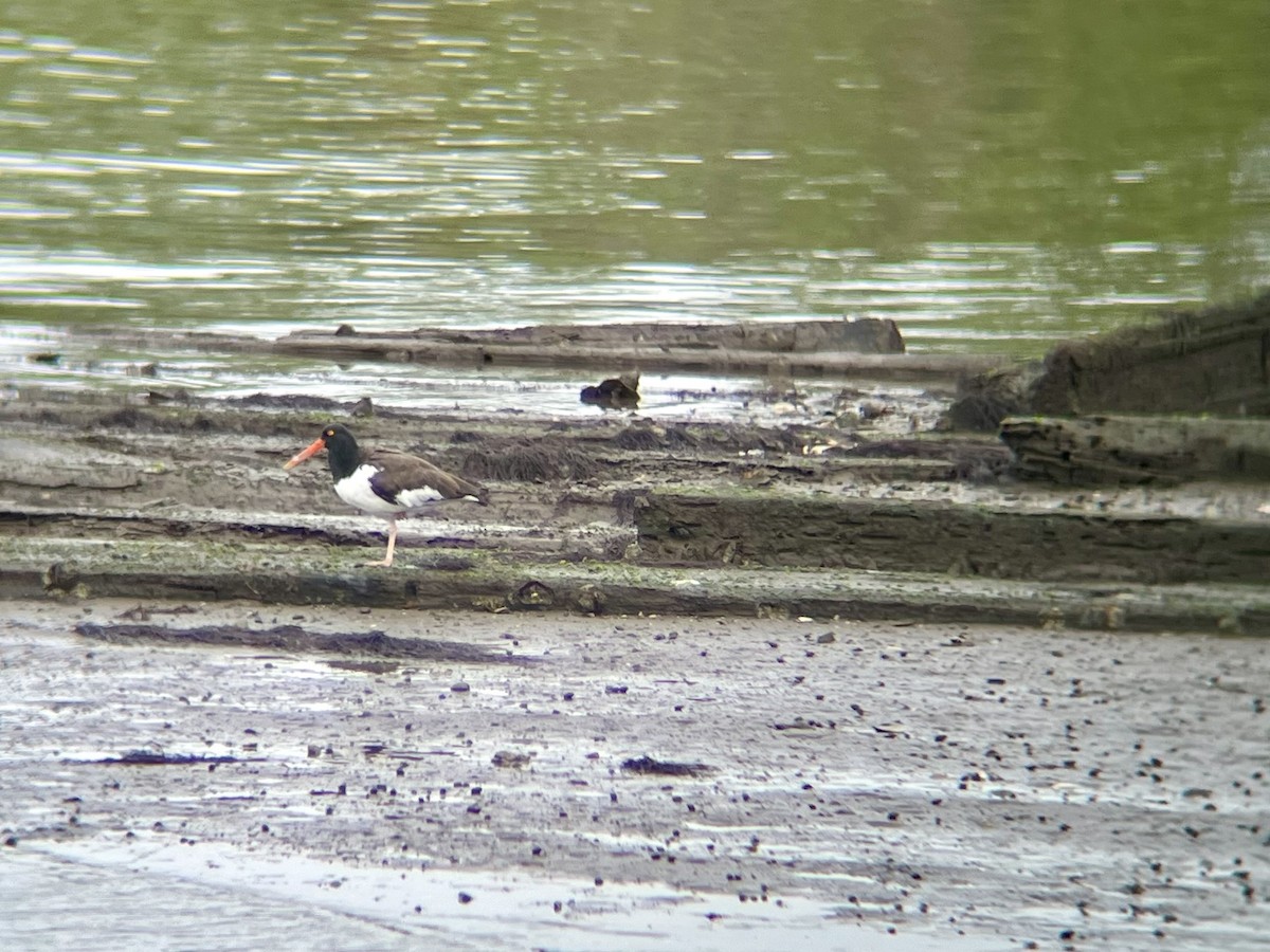 American Oystercatcher - ML641508264