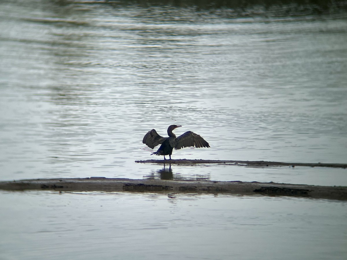 Double-crested Cormorant - ML641508275