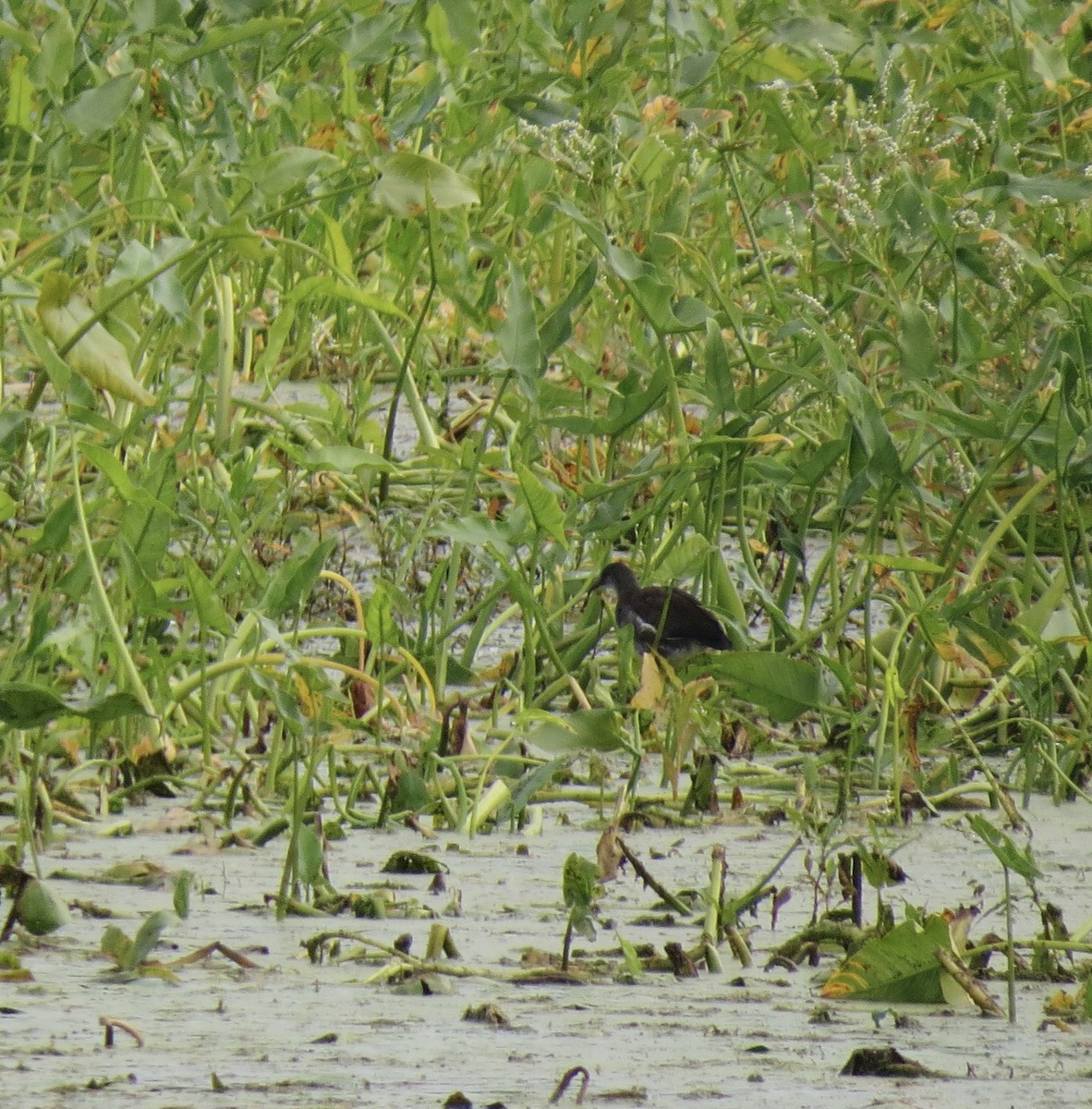Common Gallinule - ML641508276