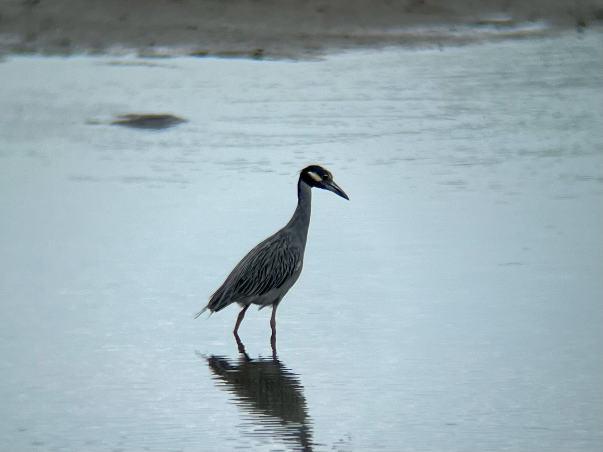 Yellow-crowned Night Heron - ML641508281