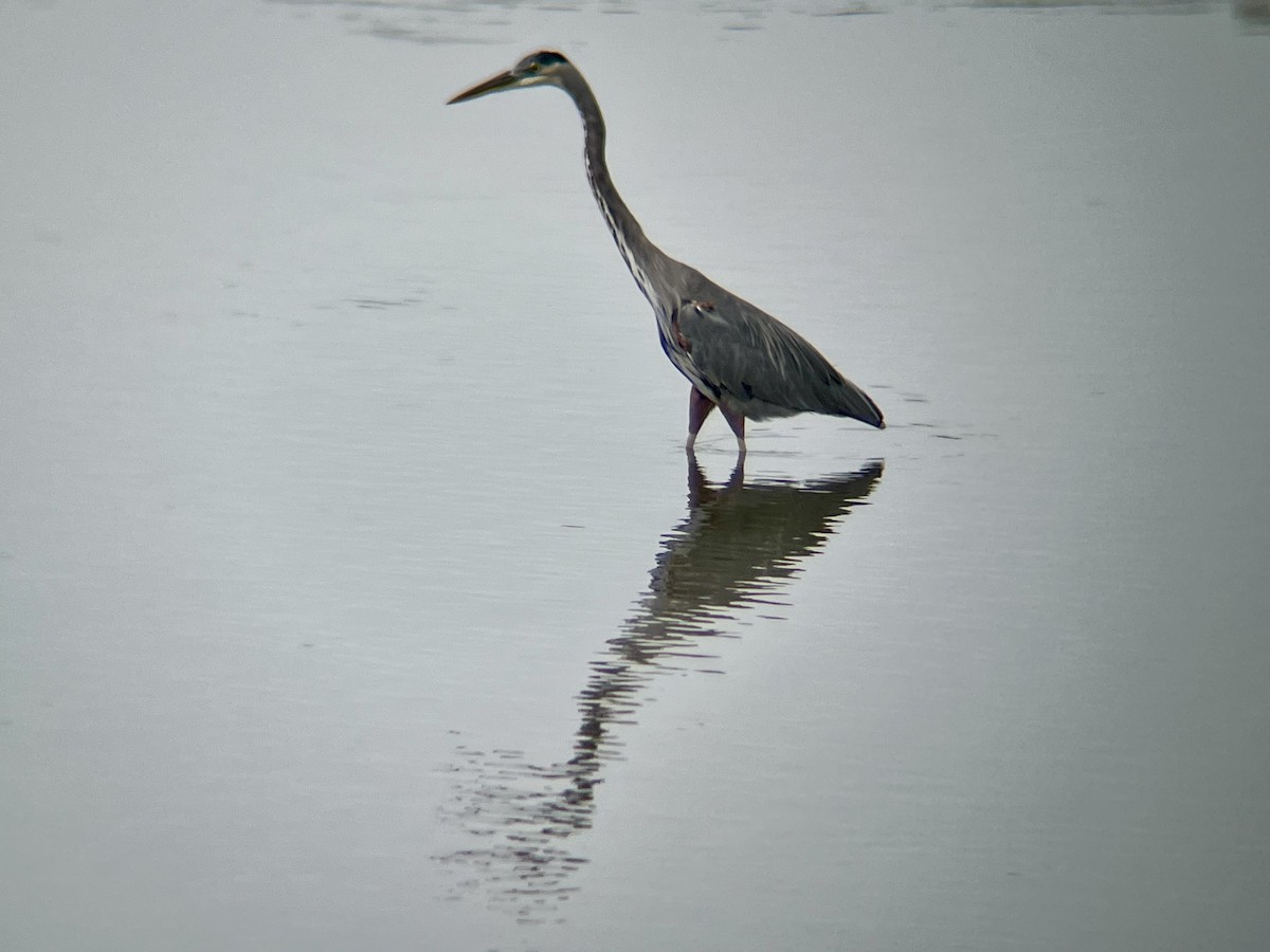 Great Blue Heron - ML641508291