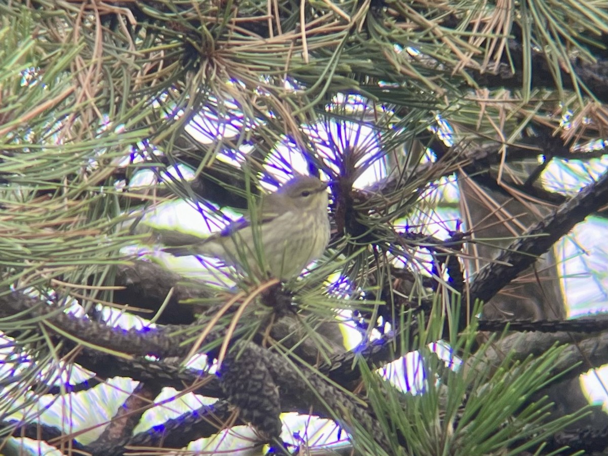 Cape May Warbler - ML641508308