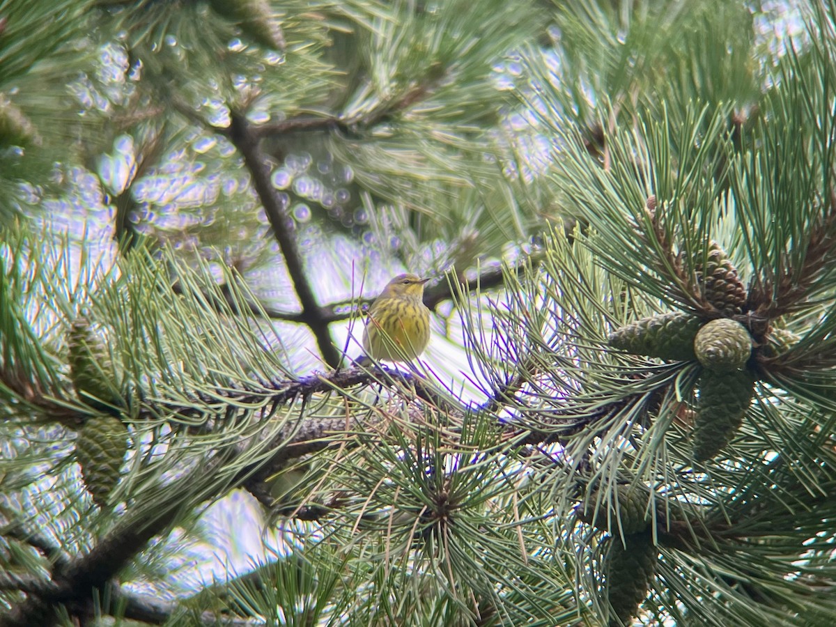 Cape May Warbler - ML641508310