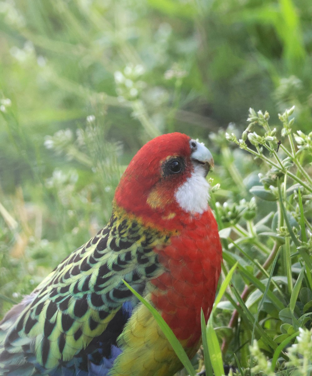 Eastern Rosella - ML641508311