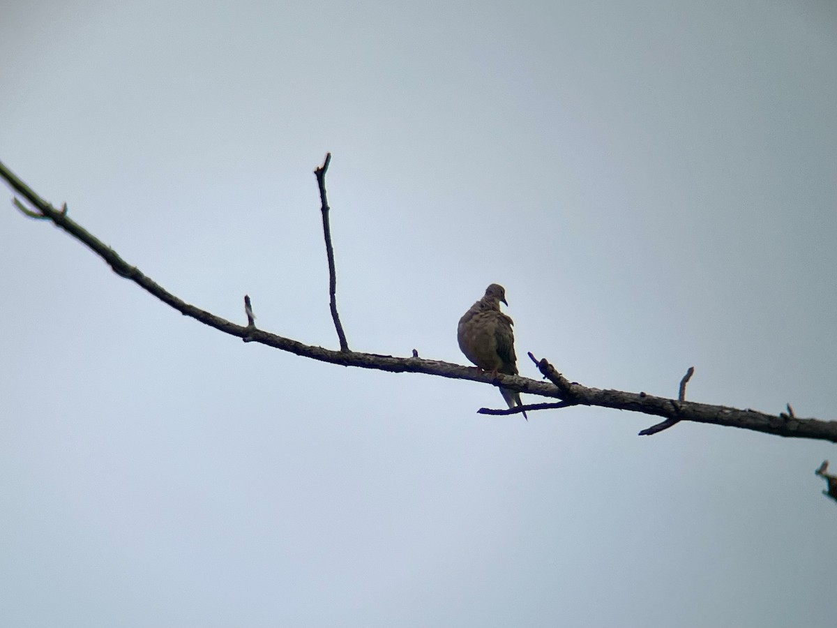 Mourning Dove - ML641508330
