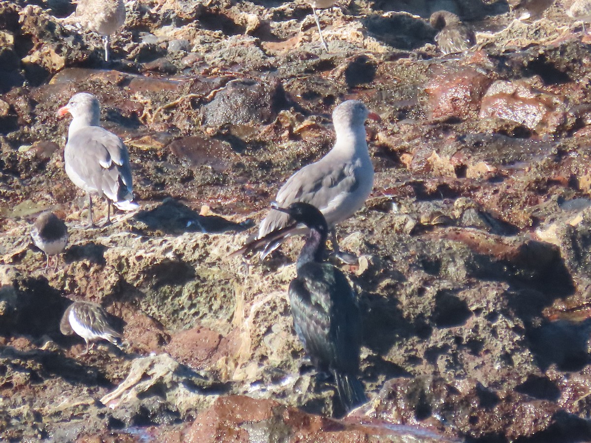Pelagic Cormorant - ML641508339