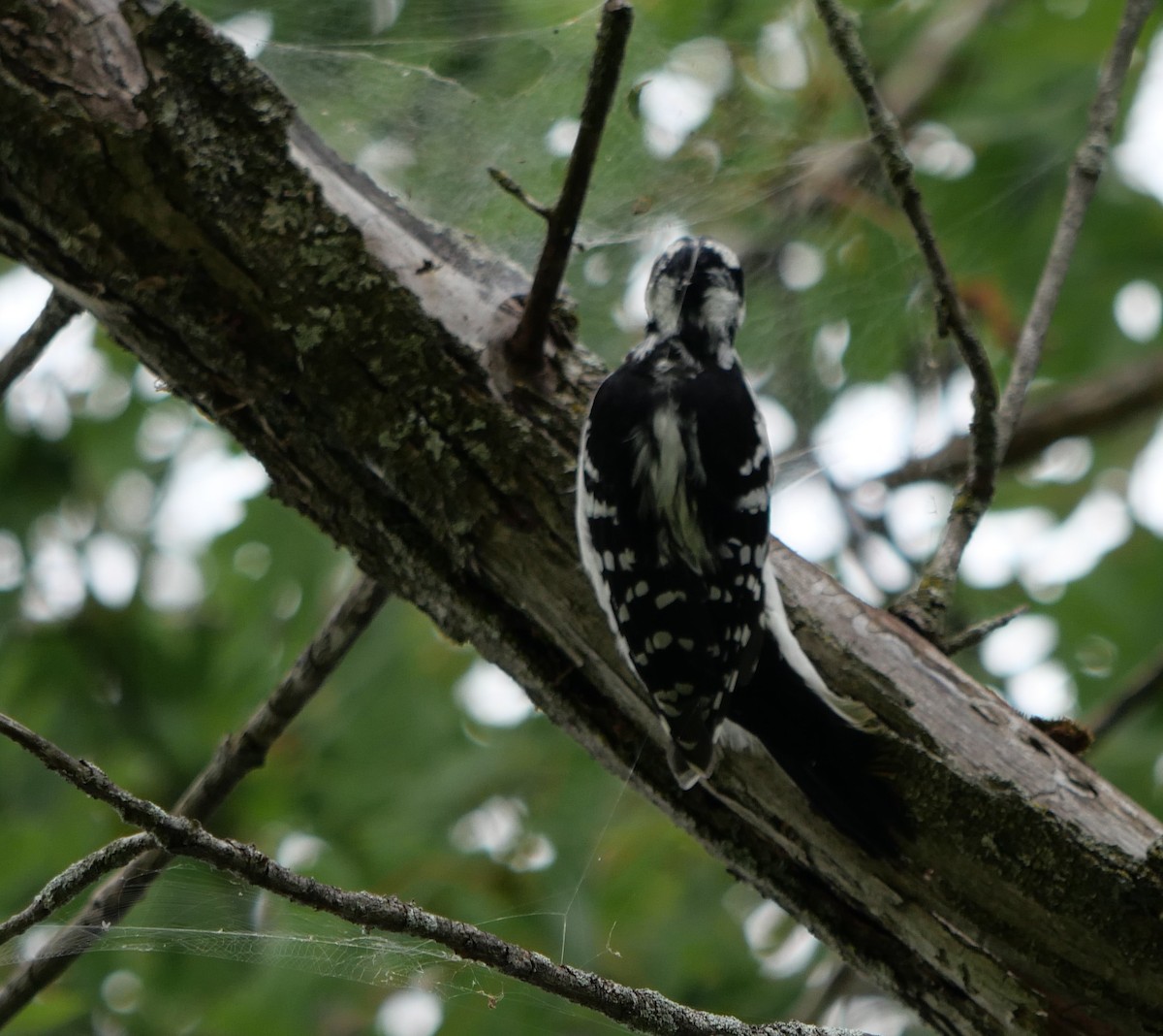 Hairy Woodpecker - ML641508385