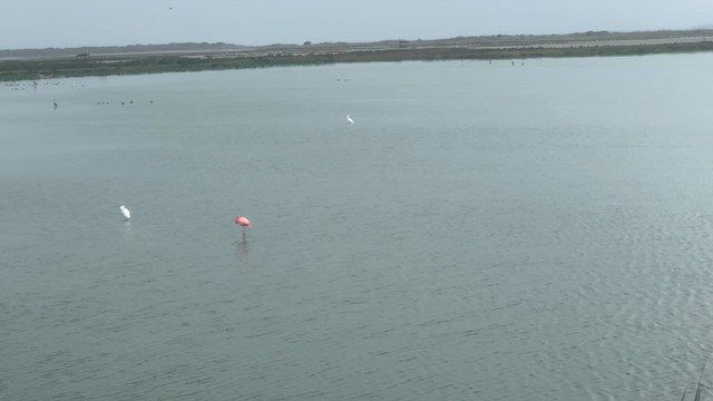American Flamingo - ML641508433