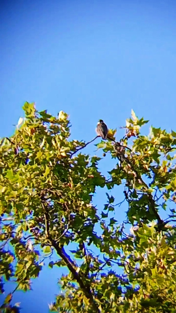 Eurasian Hobby - ML641508444