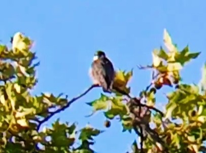 Eurasian Hobby - ML641508452