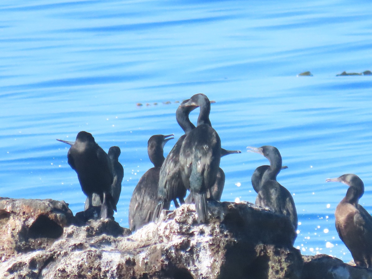 Brandt's Cormorant - ML641508491