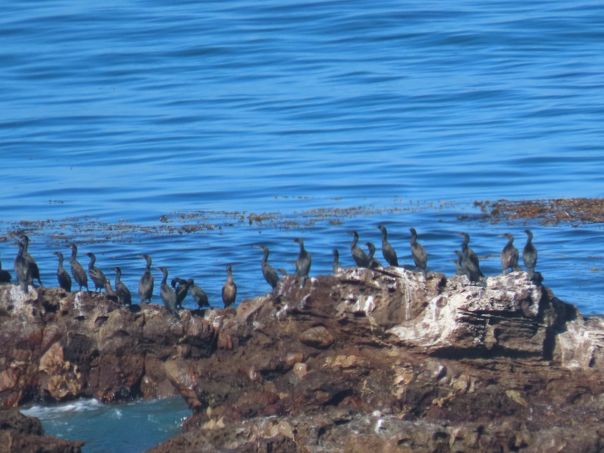 Brandt's Cormorant - ML641508492