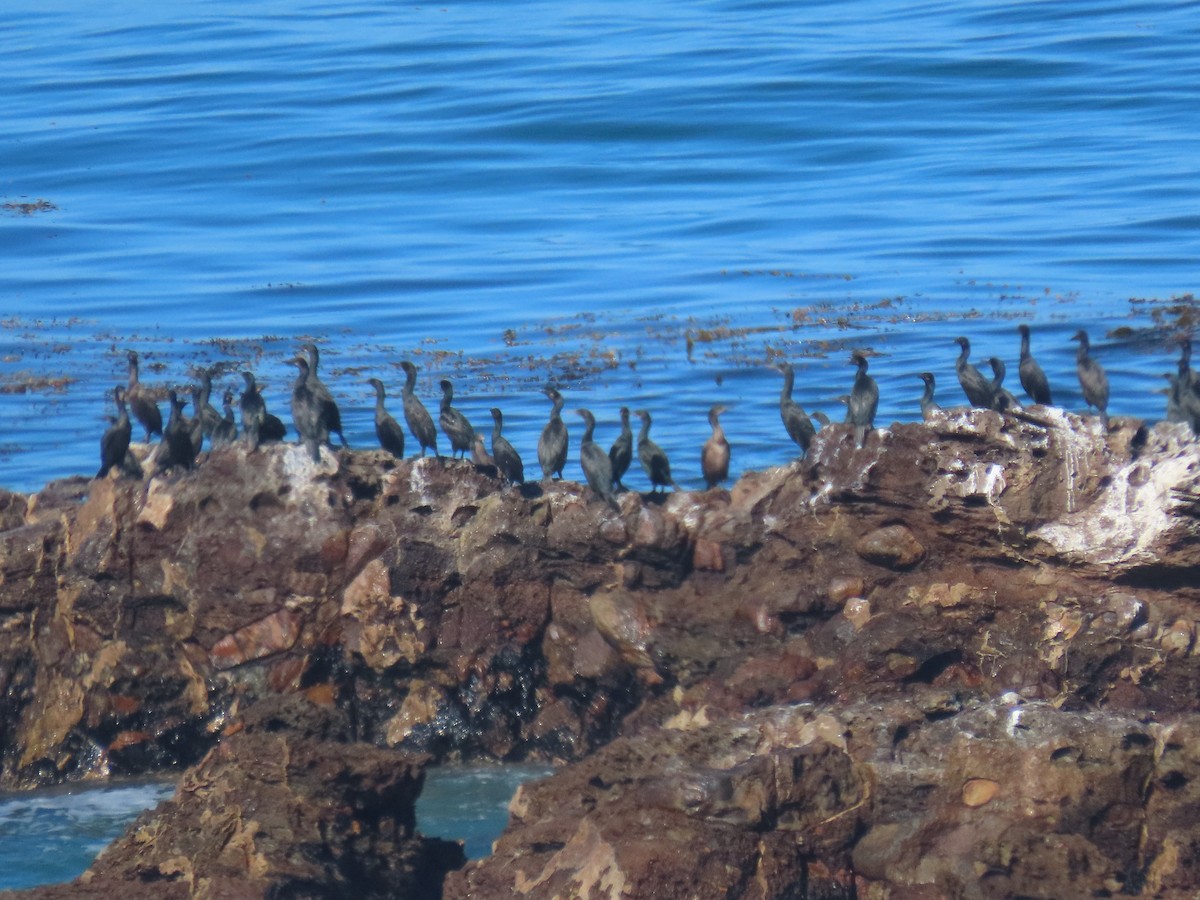 Brandt's Cormorant - ML641508493