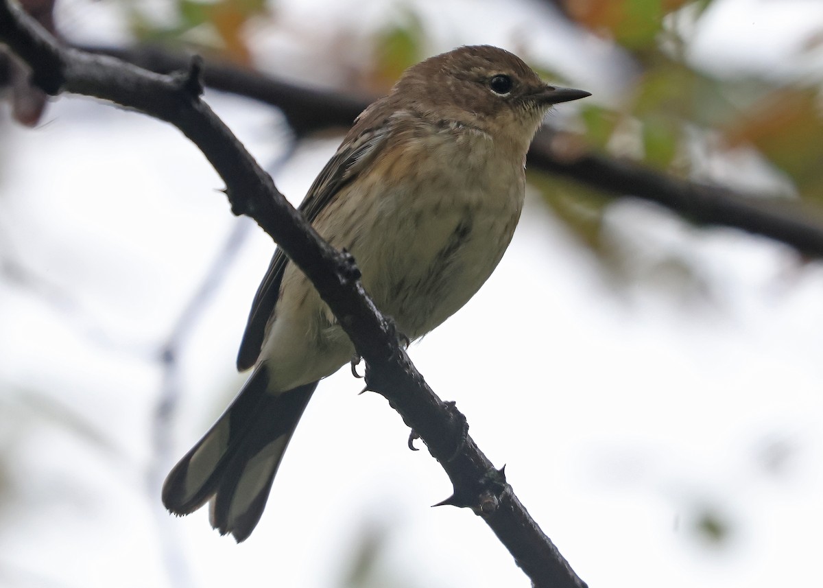 Yellow-rumped Warbler (Myrtle) - ML641508515