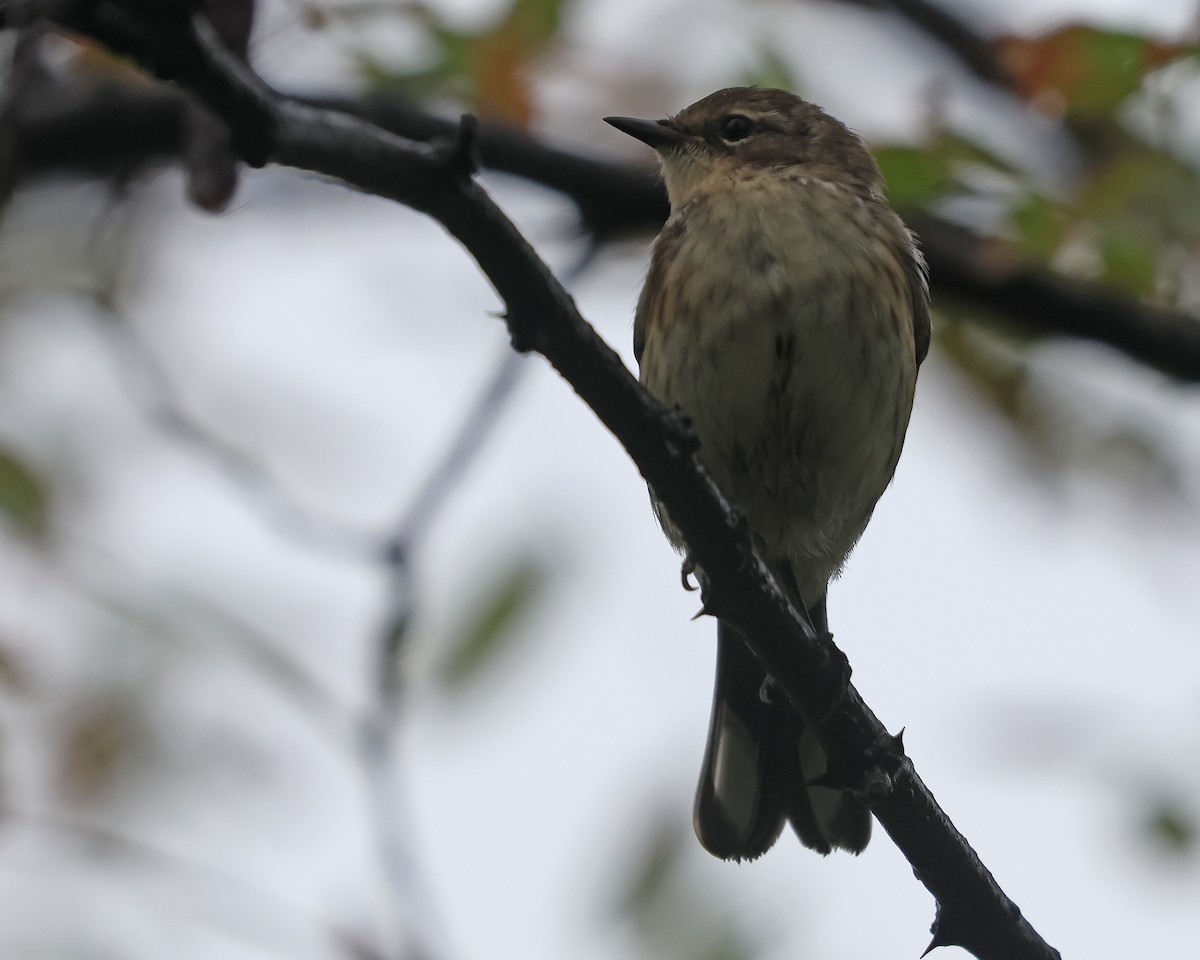 Yellow-rumped Warbler (Myrtle) - ML641508516