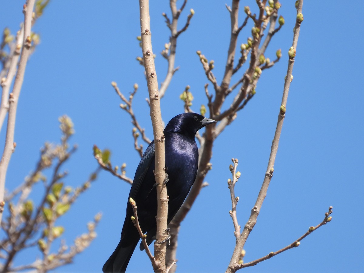 Shiny Cowbird - ML641508517