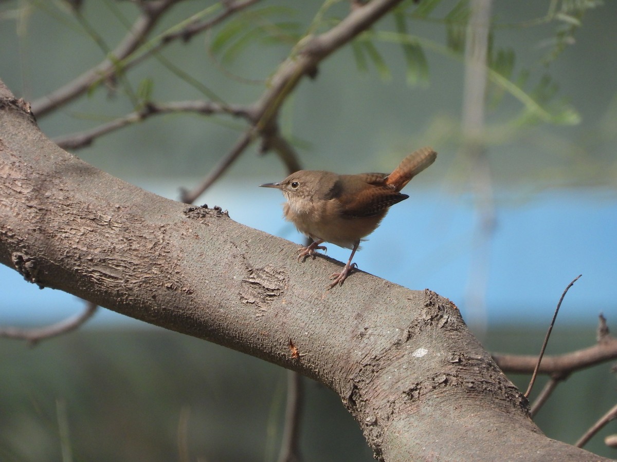 Southern House Wren - ML641508545