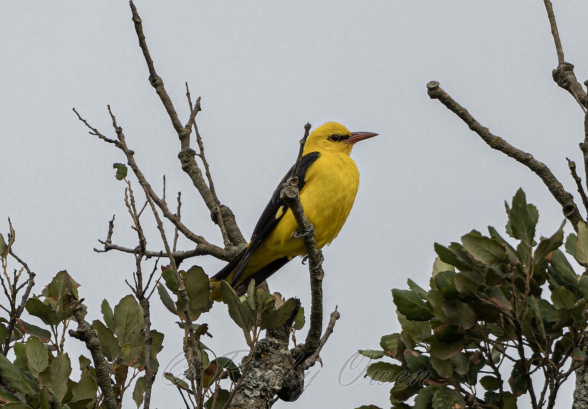 Eurasian Golden Oriole - ML641508552