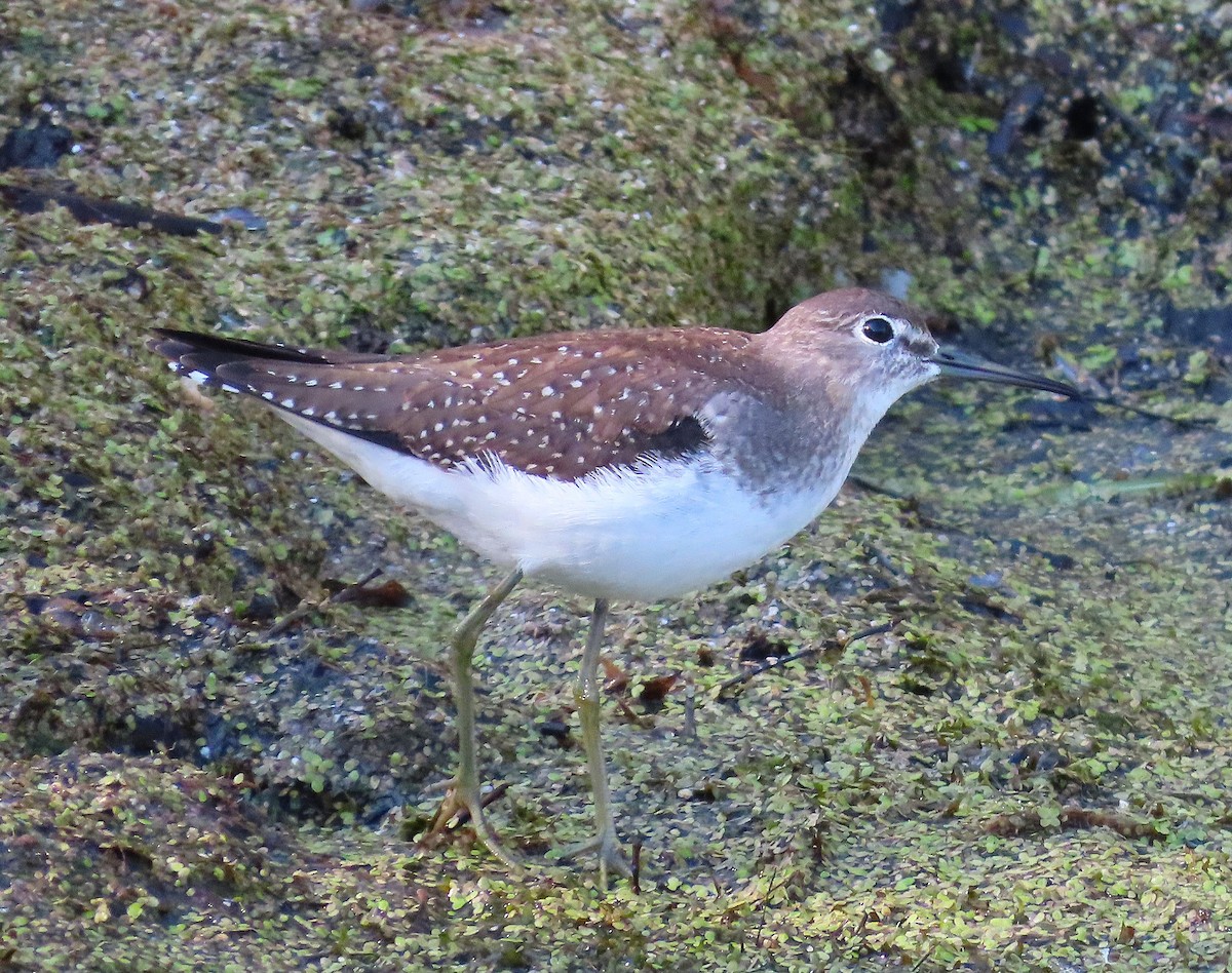 Solitary Sandpiper - ML641508569