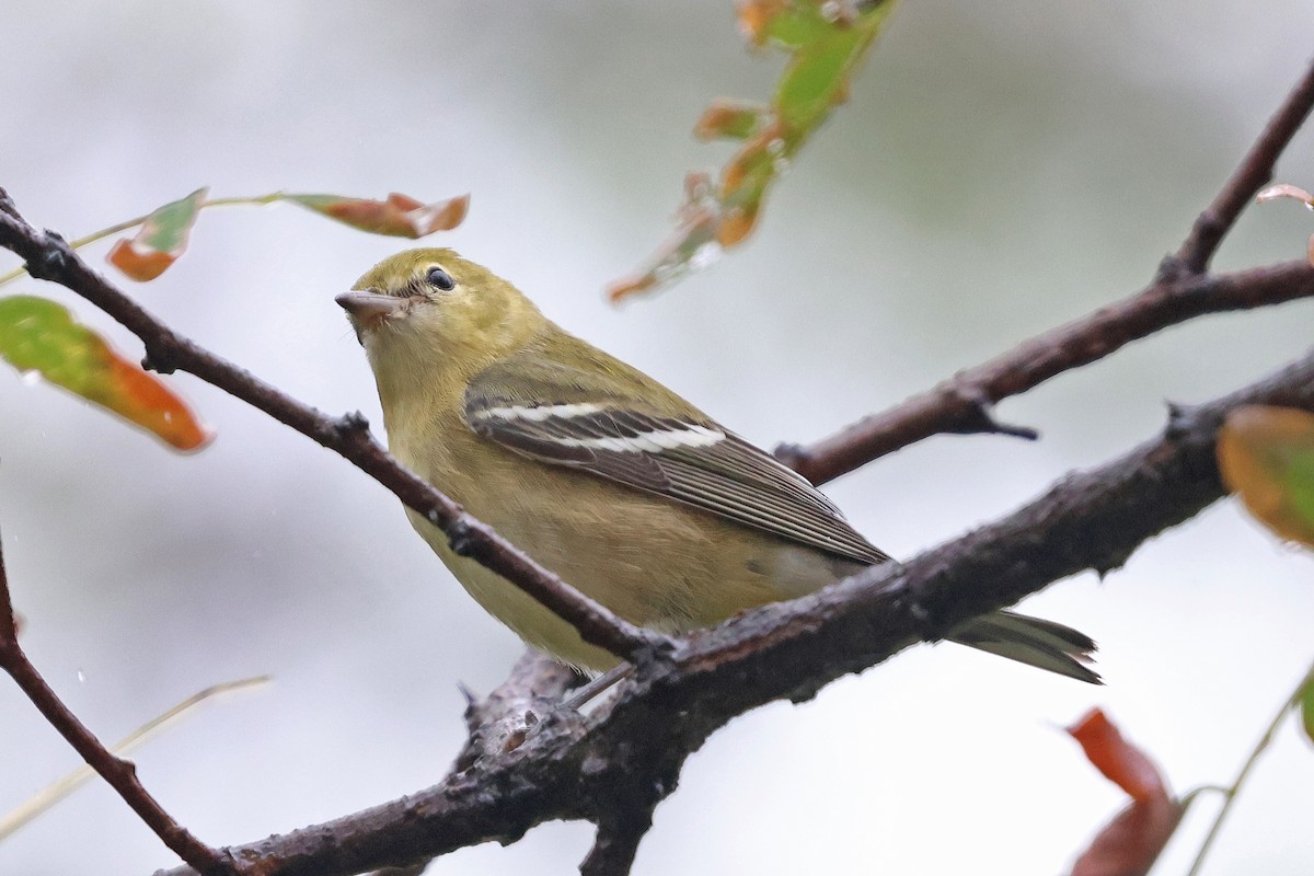 kastanjeparula - ML641508578