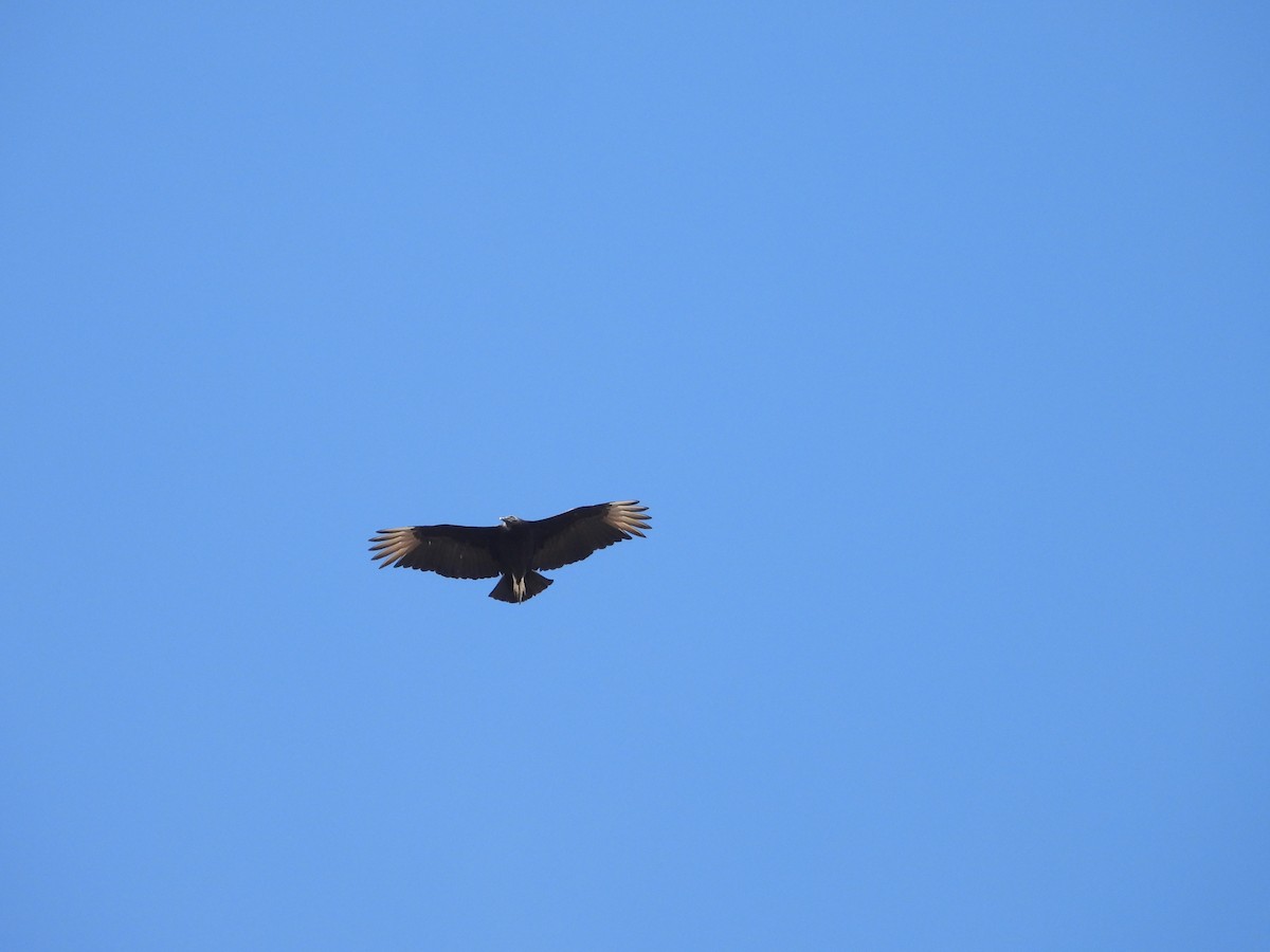 Black Vulture - ML641508624
